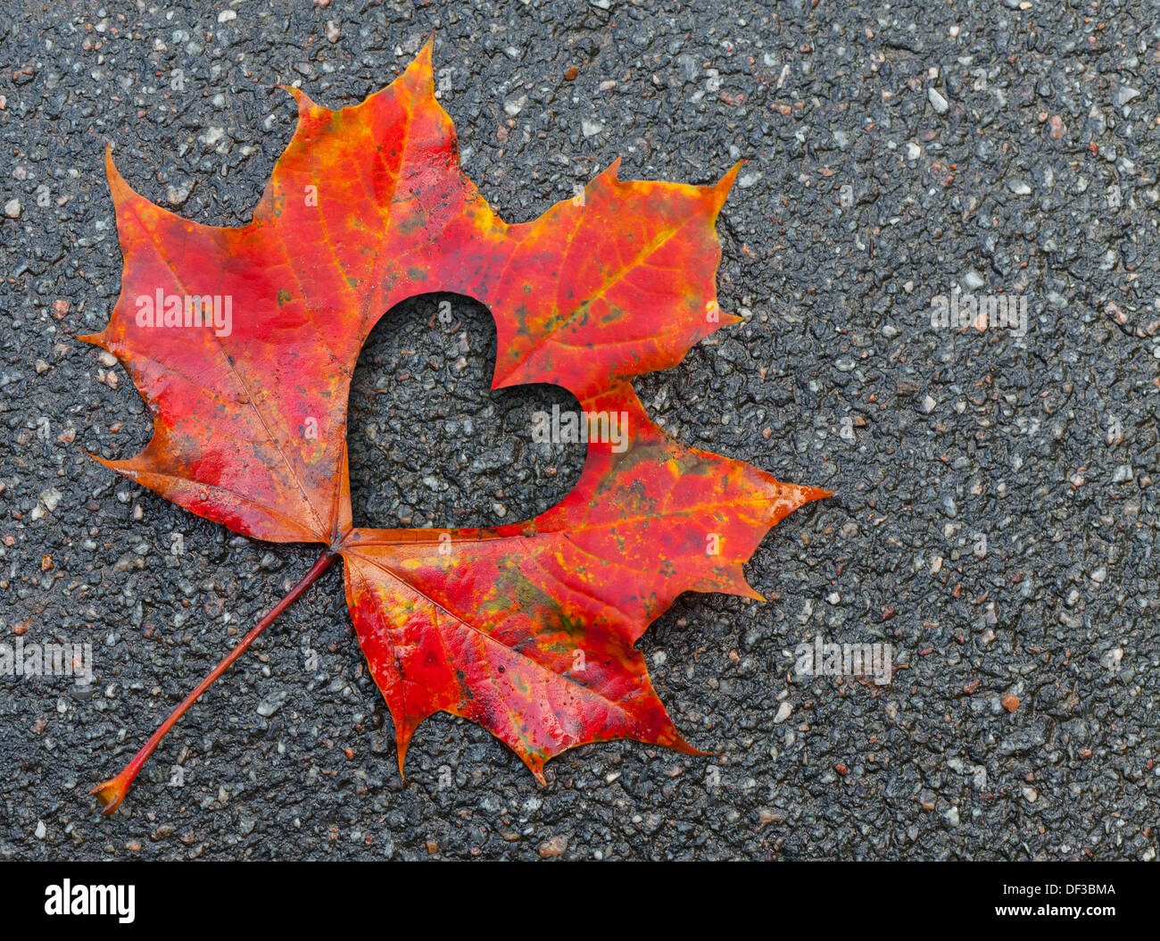 Cadere in amore foto metafora. Red maple leaf con cuore foro sagomato giace su dark strada asfaltata Foto Stock