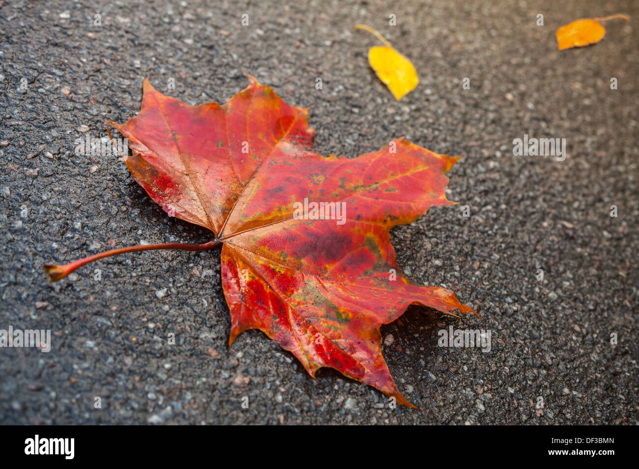 Red maple leaf giace su dark strada asfaltata. Foto macro con il fuoco selettivo Foto Stock