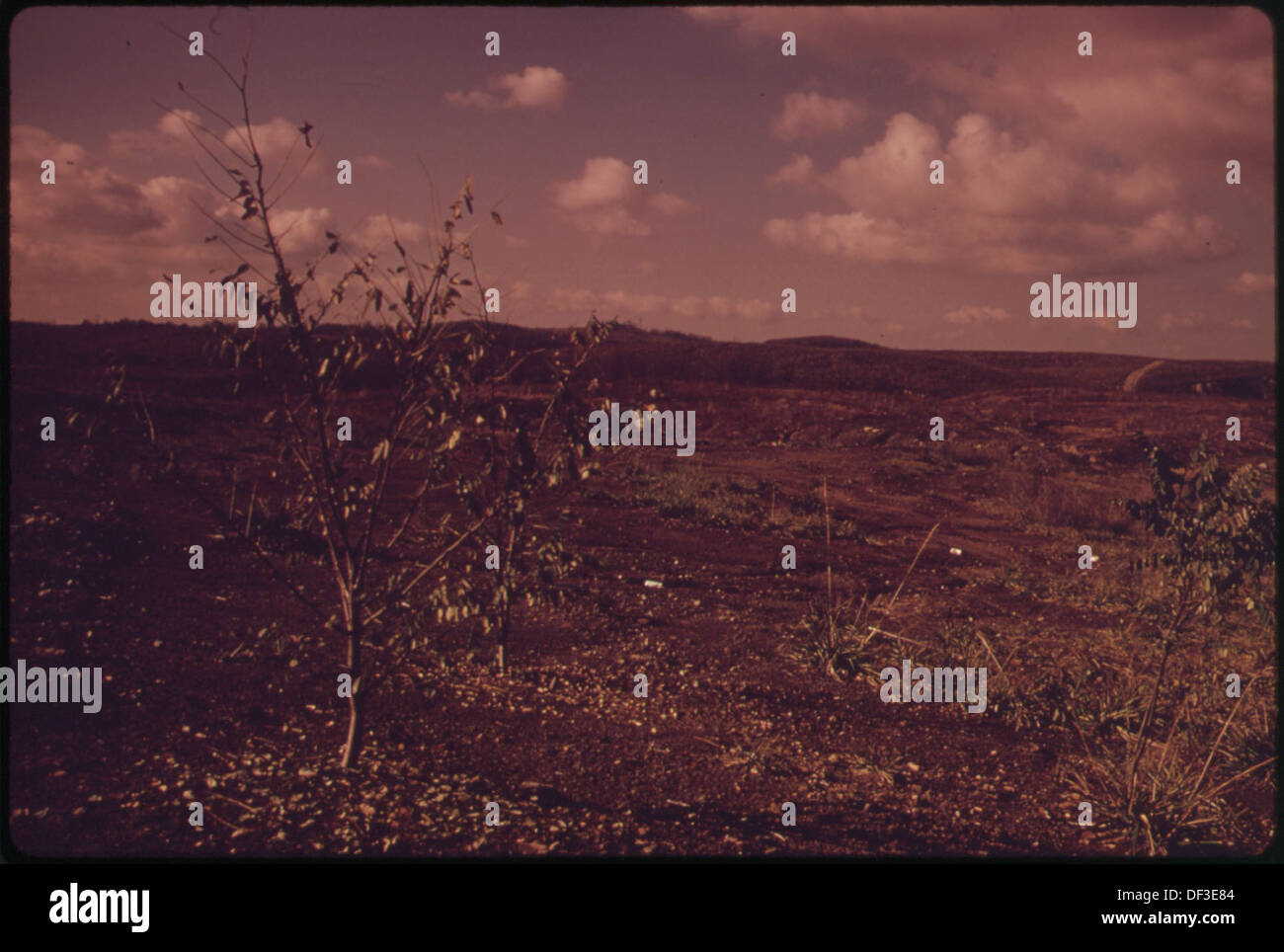 Questa immagine raffigura un piccolo albero morente che segna uno sforzo di restauro del terreno lungo la Route 9. L'albero simboleggia le sfide del ripristino ambientale dopo la deforestazione e la deforestazione dei terreni. Foto Stock