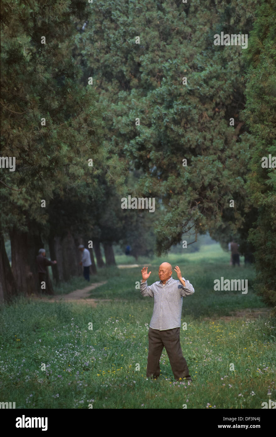Anziani uomo cinese la pratica del Qigong, meditando sotto un arco di alberi nel Tempio del Cielo (Tiantan Park), Pechino, Cina Foto Stock