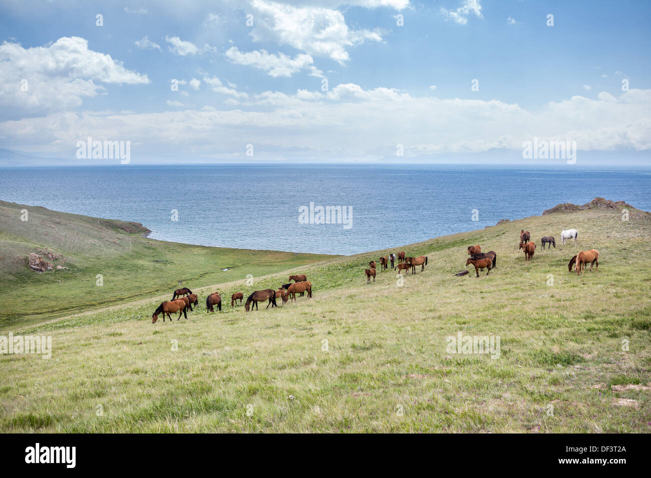 Grande allevamento di cavalli al lago Foto Stock