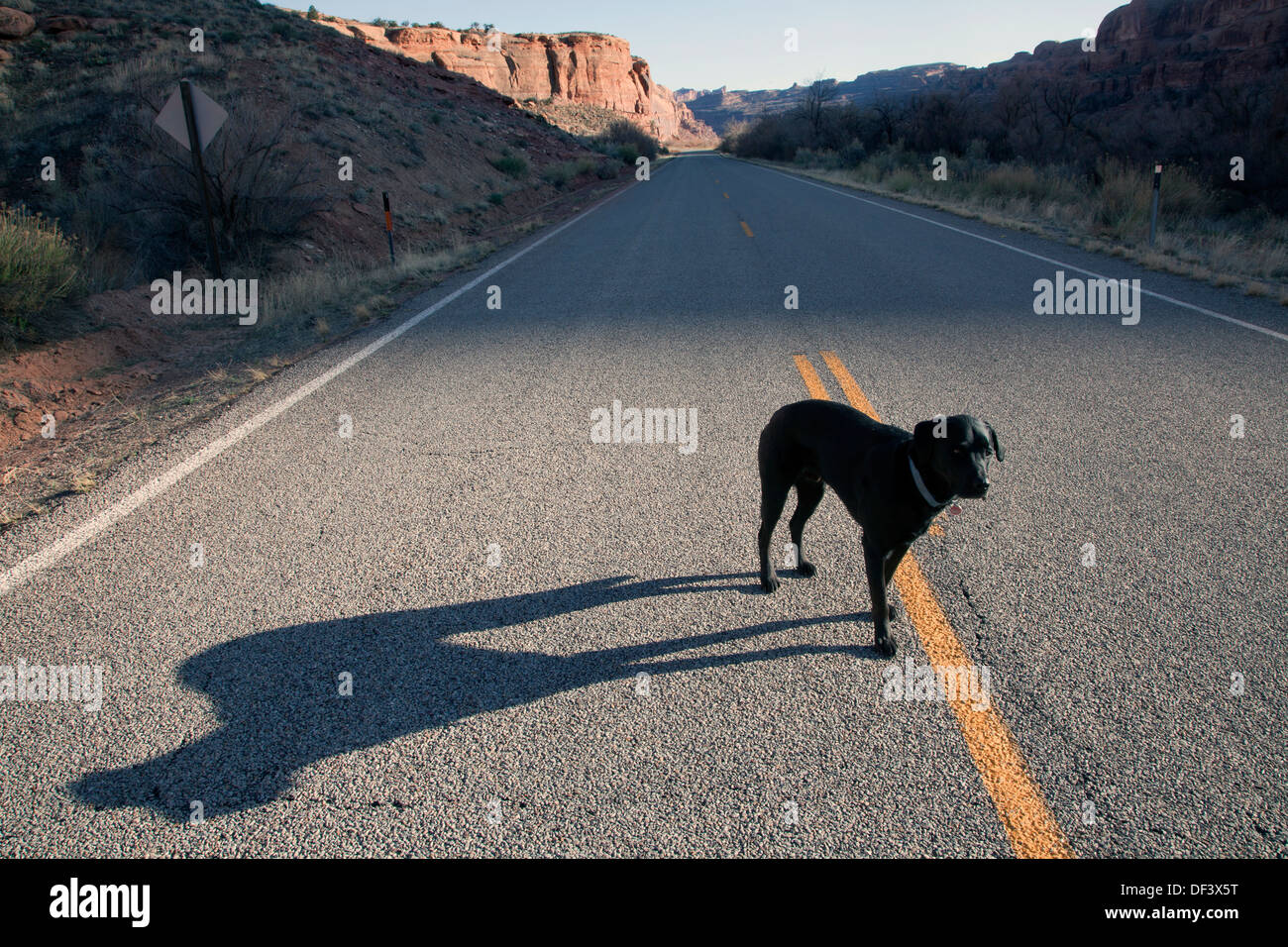 Un nero labrador retriever su una strada vicino a Moab, Utah. Foto Stock