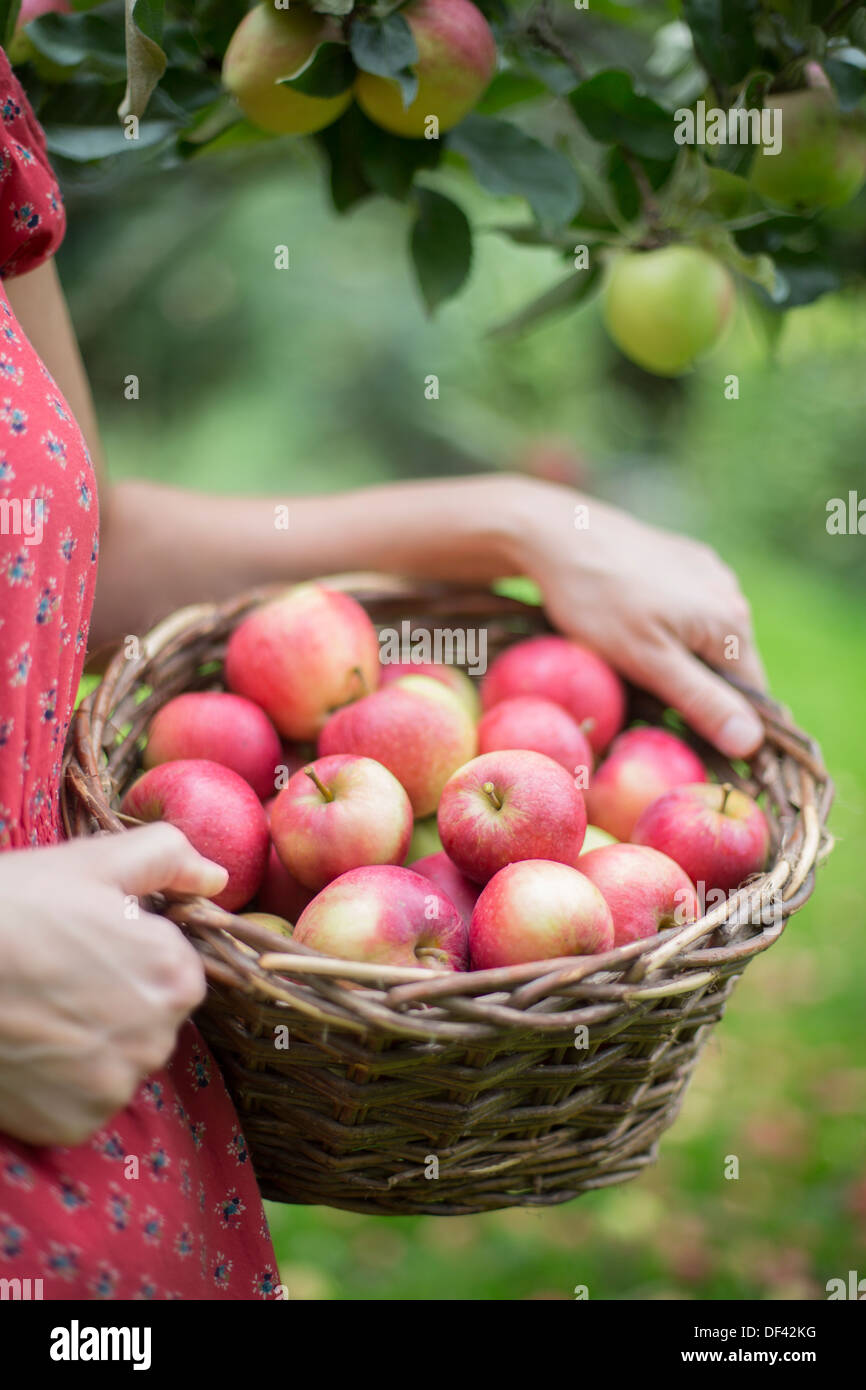 Donna cestello di trasporto di mele in Orchard Foto Stock
