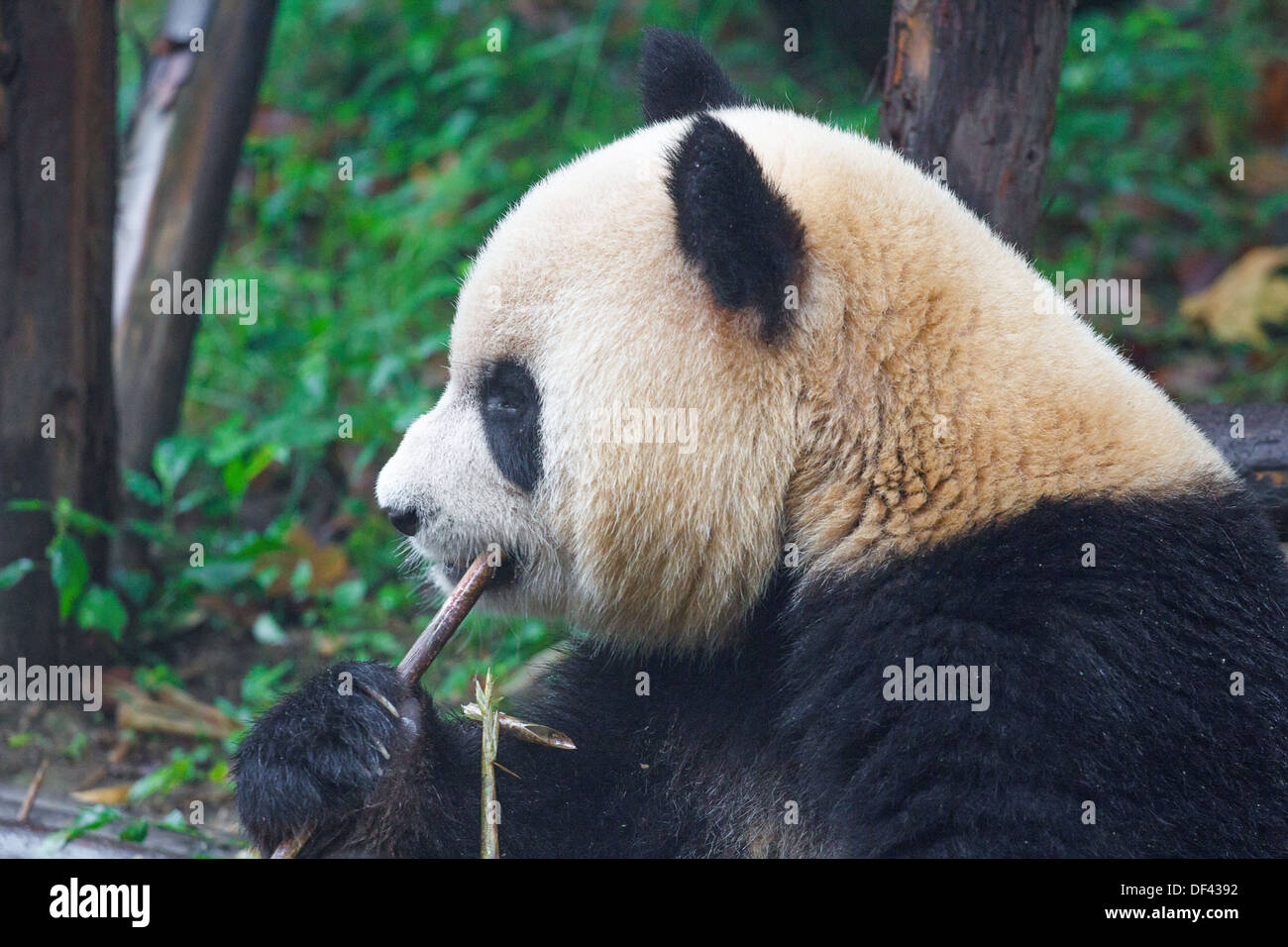 Panda gigante di mangiare i germogli di bambù a suo agio Foto Stock