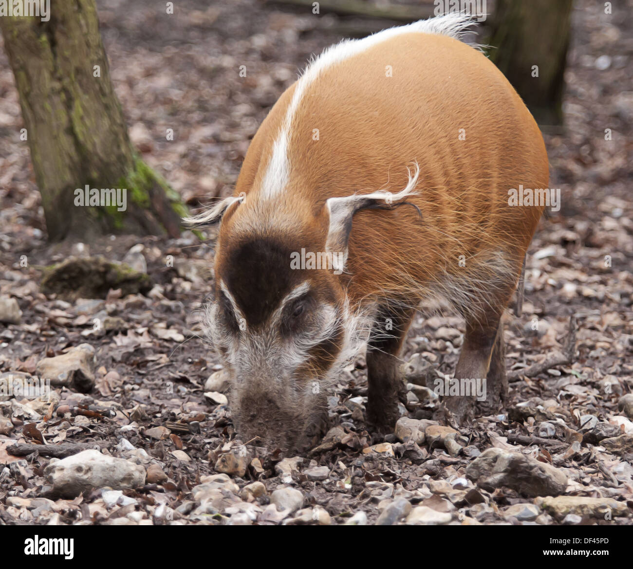 Red River alimentazione Porco Foto Stock