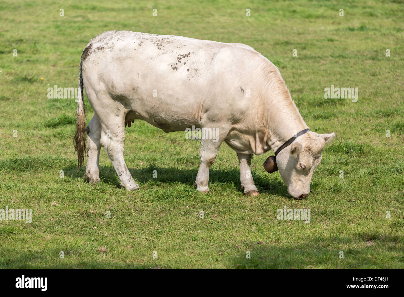 White mucche in pascolo olandese Foto Stock