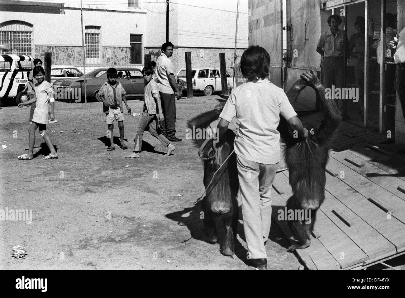 Scimps in cattività circo messicano anni '1970 Due animali selvatici dello scimpanzé mostrati in giro per la città per pubblicizzare e promuovere il circo. Mazatlan Mexico l'uomo che cammina tra gli scimpanzé che hanno le mani in aria legate insieme. Stato messicano di Sinaloa 1973 HOMER SYKES Foto Stock