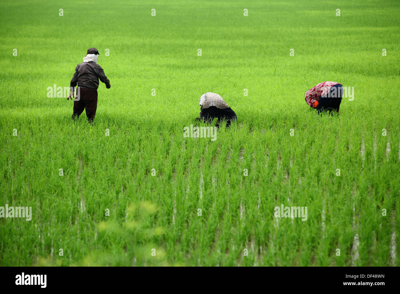 Gli agricoltori la rimozione delle erbe infestanti in paddy Foto Stock