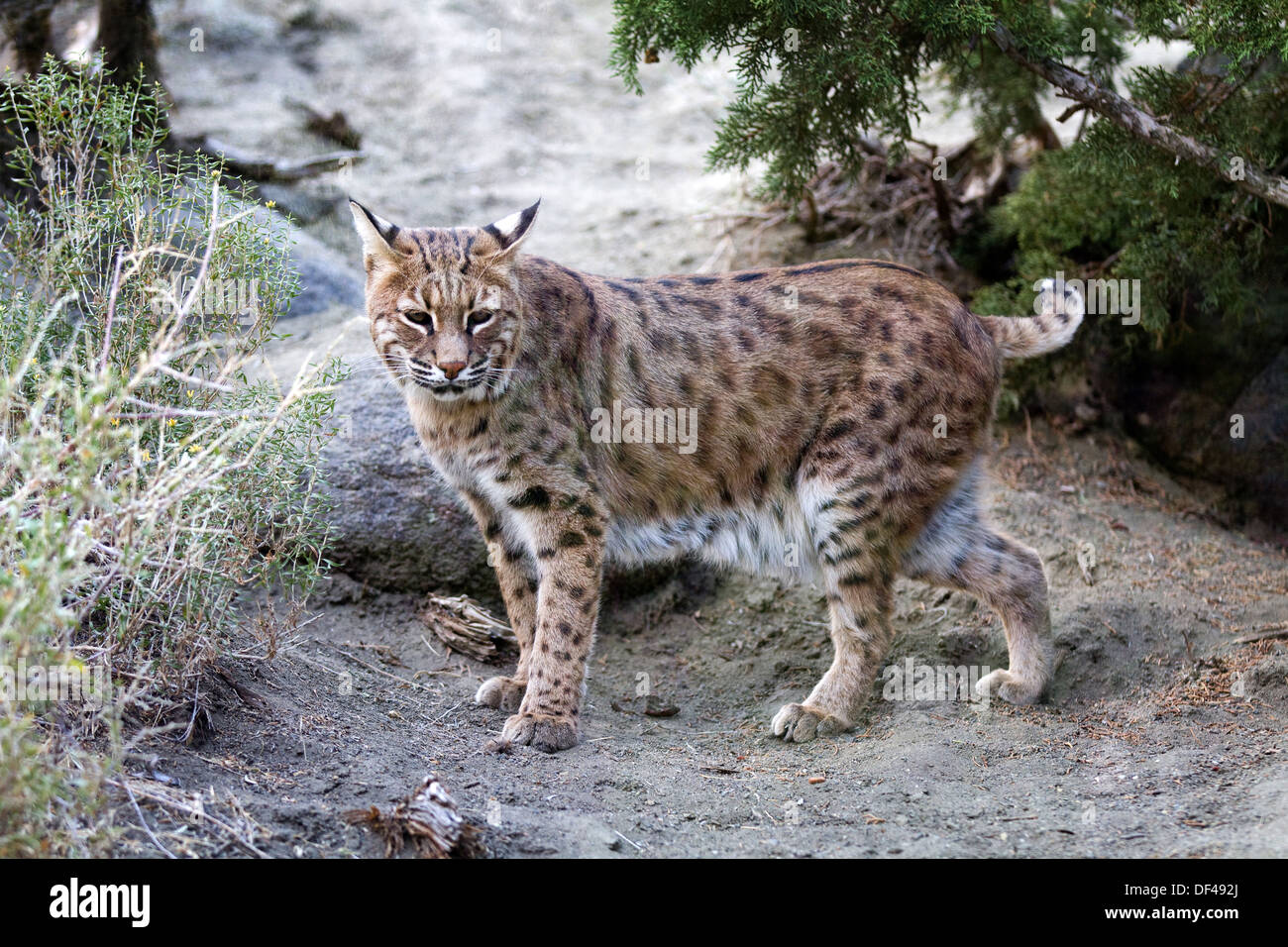 Dieci anni di femmina North American Lynx che è noto anche come un bobcat. Foto Stock