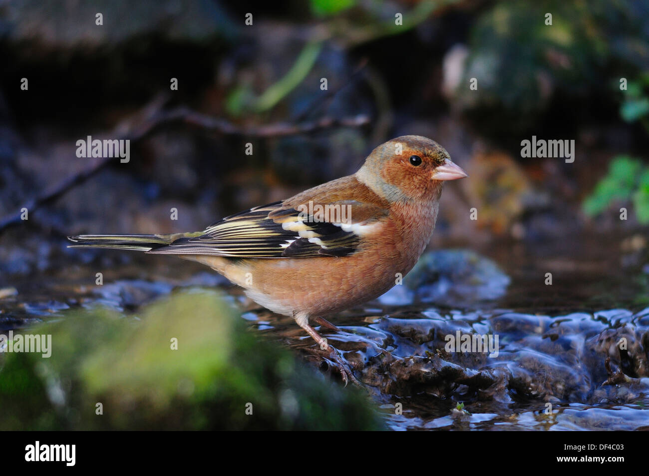 Un maschio di fringuello nel giardino sulla terra REGNO UNITO Foto Stock