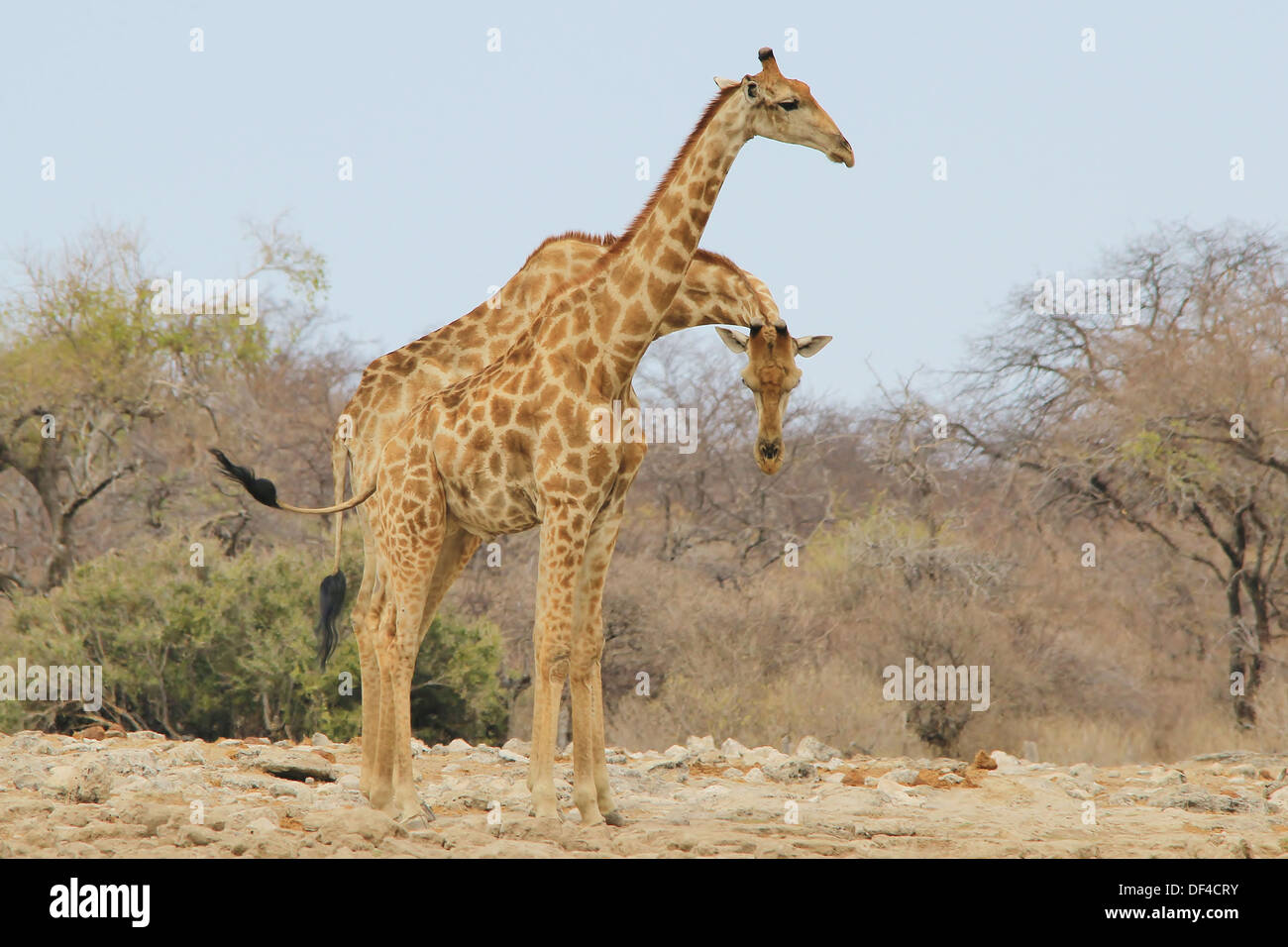 La giraffa tori - torsioni del collo e lo sfondo della fauna selvatica dal regno animale - bella Africa. Foto Stock