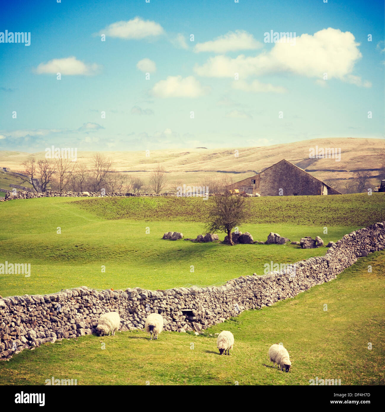 Inglese Yorkshire Dales in primavera, con un secco muro di pietra e quattro pecore in una fila. Foto Stock