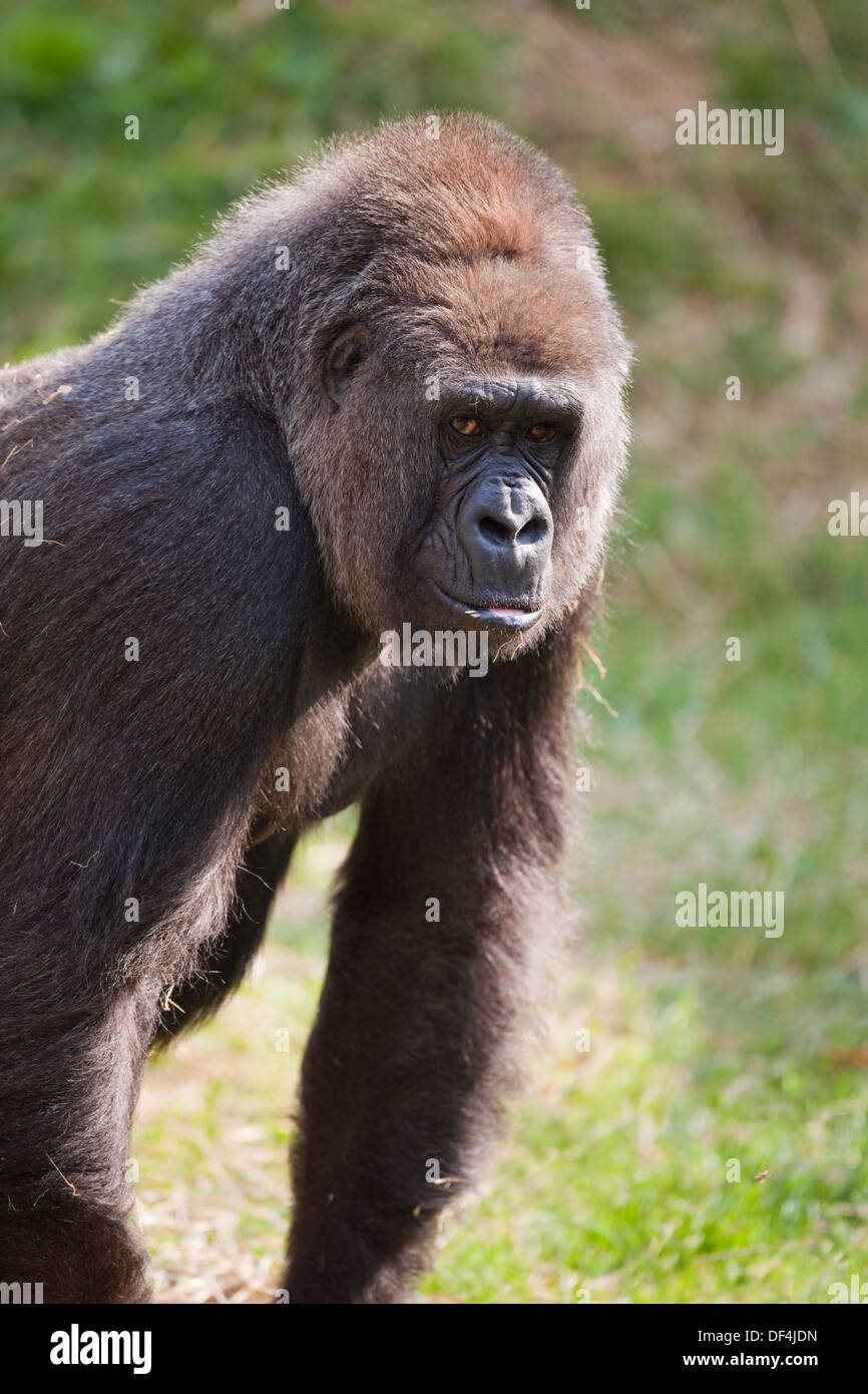 Pianura occidentale (Gorilla Gorilla gorilla gorilla). Femmina. Durrell Wildlife Park, Jersey, Isole del Canale, UK. Foto Stock