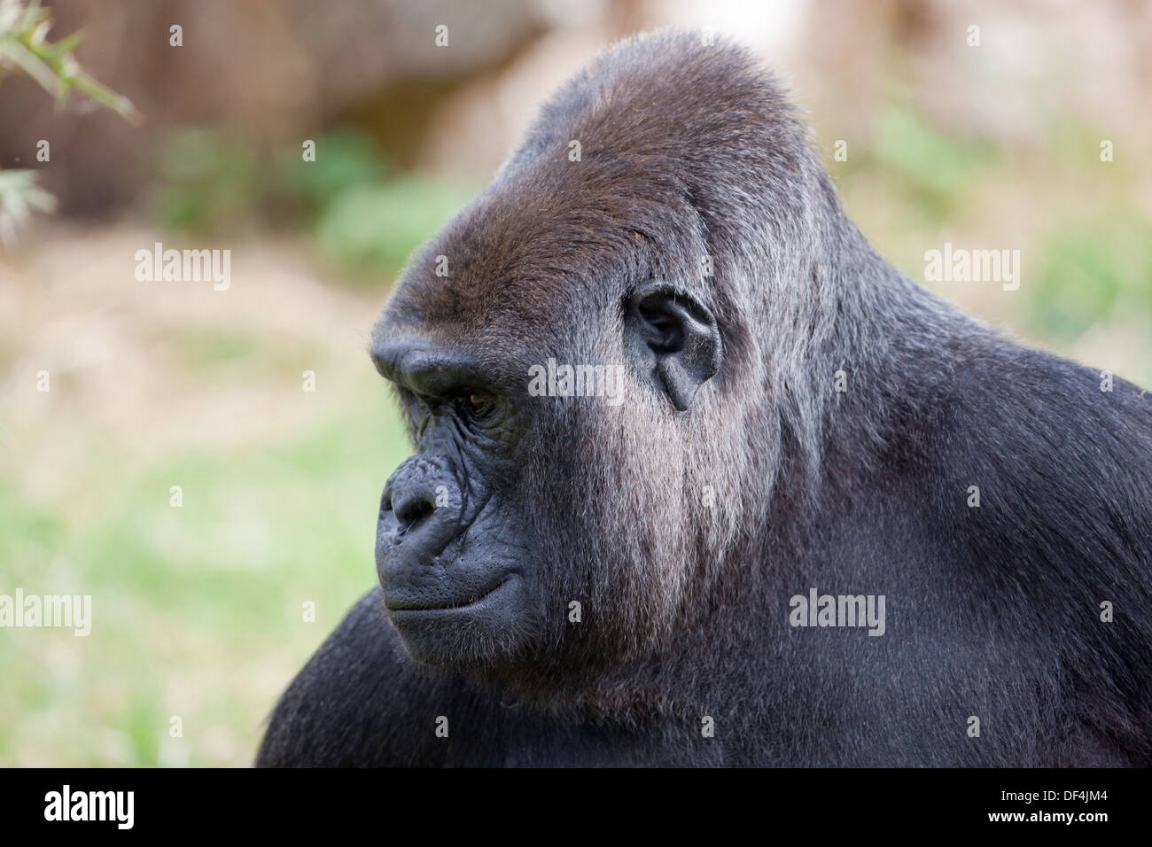 Pianura occidentale (Gorilla Gorilla gorilla gorilla). Femmina. Durrell Wildlife Trust, Jersey, Isole del Canale, UK. Foto Stock