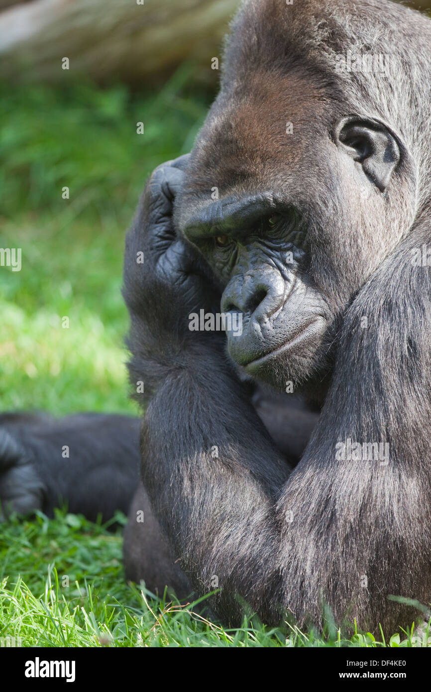 Pianura occidentale (Gorilla Gorilla gorilla gorilla). Femmina . Durrell Wildlife Trust, Jersey, Isole del Canale, UK. Foto Stock