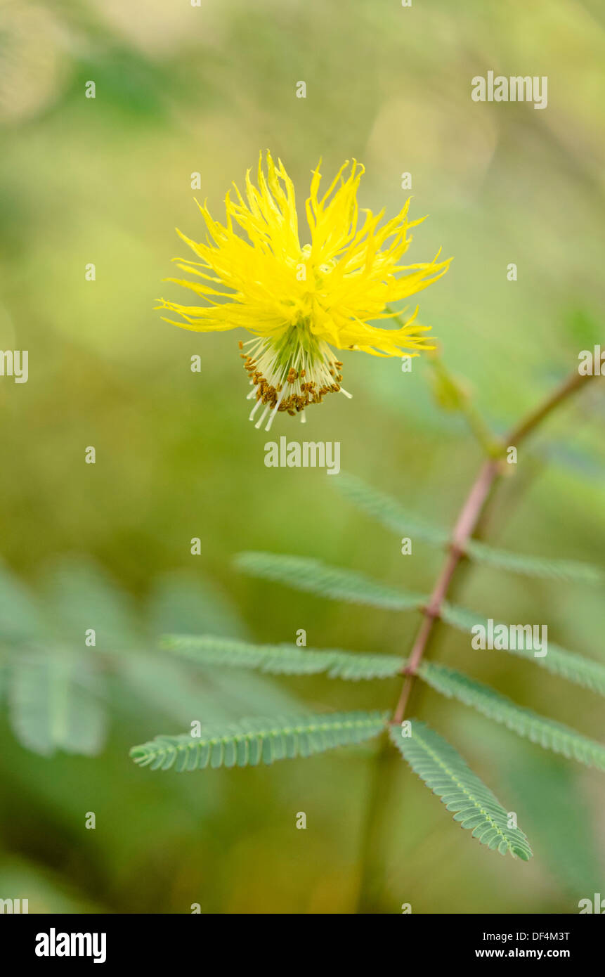 Acqua mimosa (neptunia plena) Foto Stock