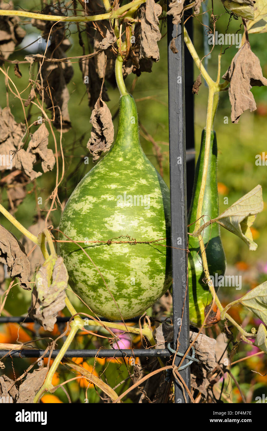 Calabash gourd (lagenaria siceraria) Foto Stock