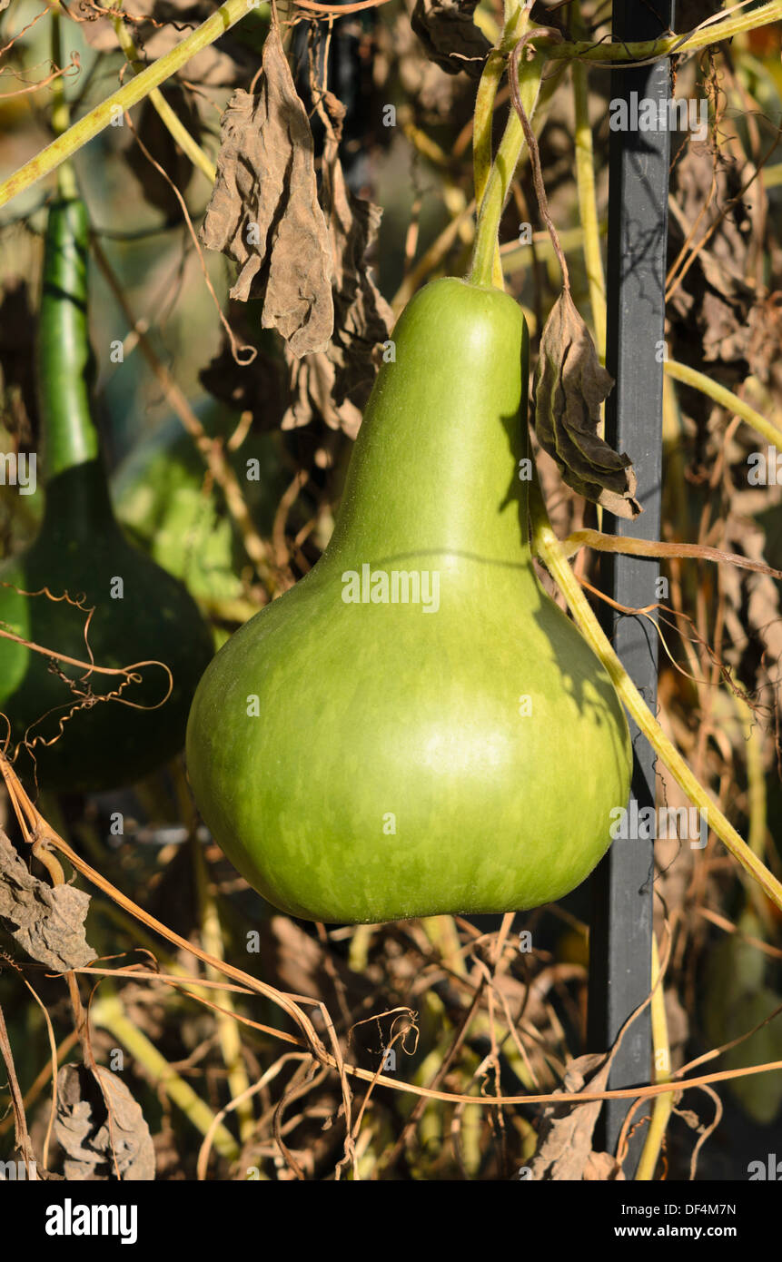 Calabash gourd (lagenaria siceraria) Foto Stock