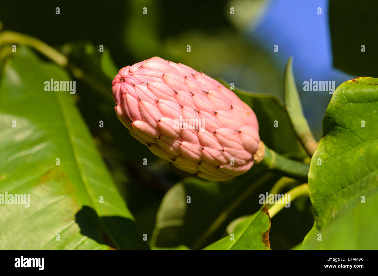 Ombrello magnolia (magnolia tripetala) Foto Stock