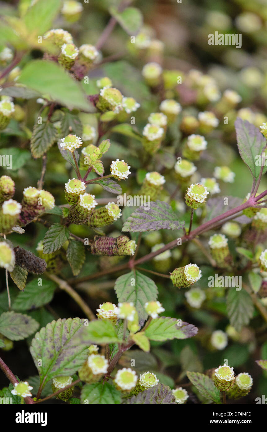 Aztec sweet herb (lippia dulcis) Foto Stock