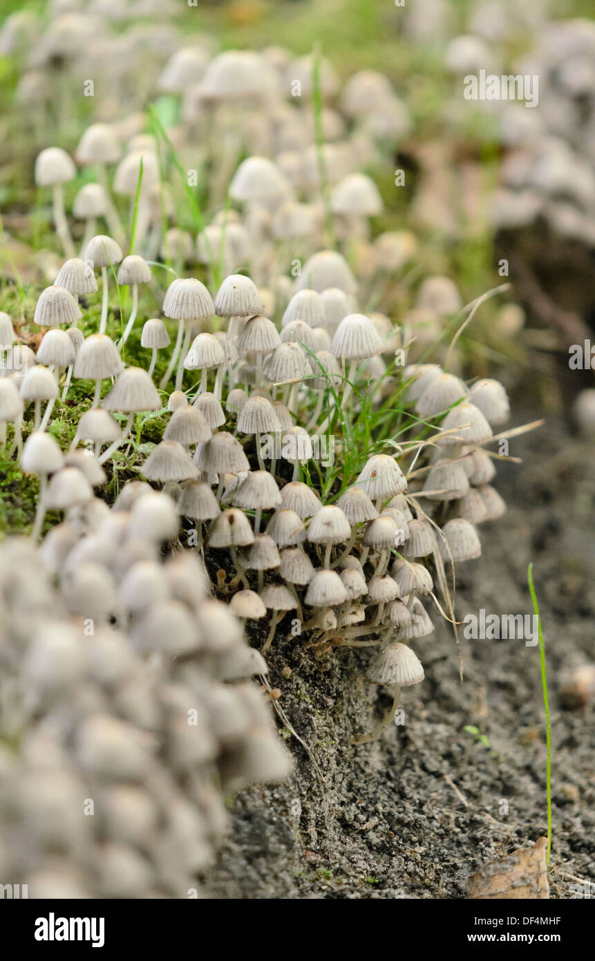 Cofano (mycena) Foto Stock