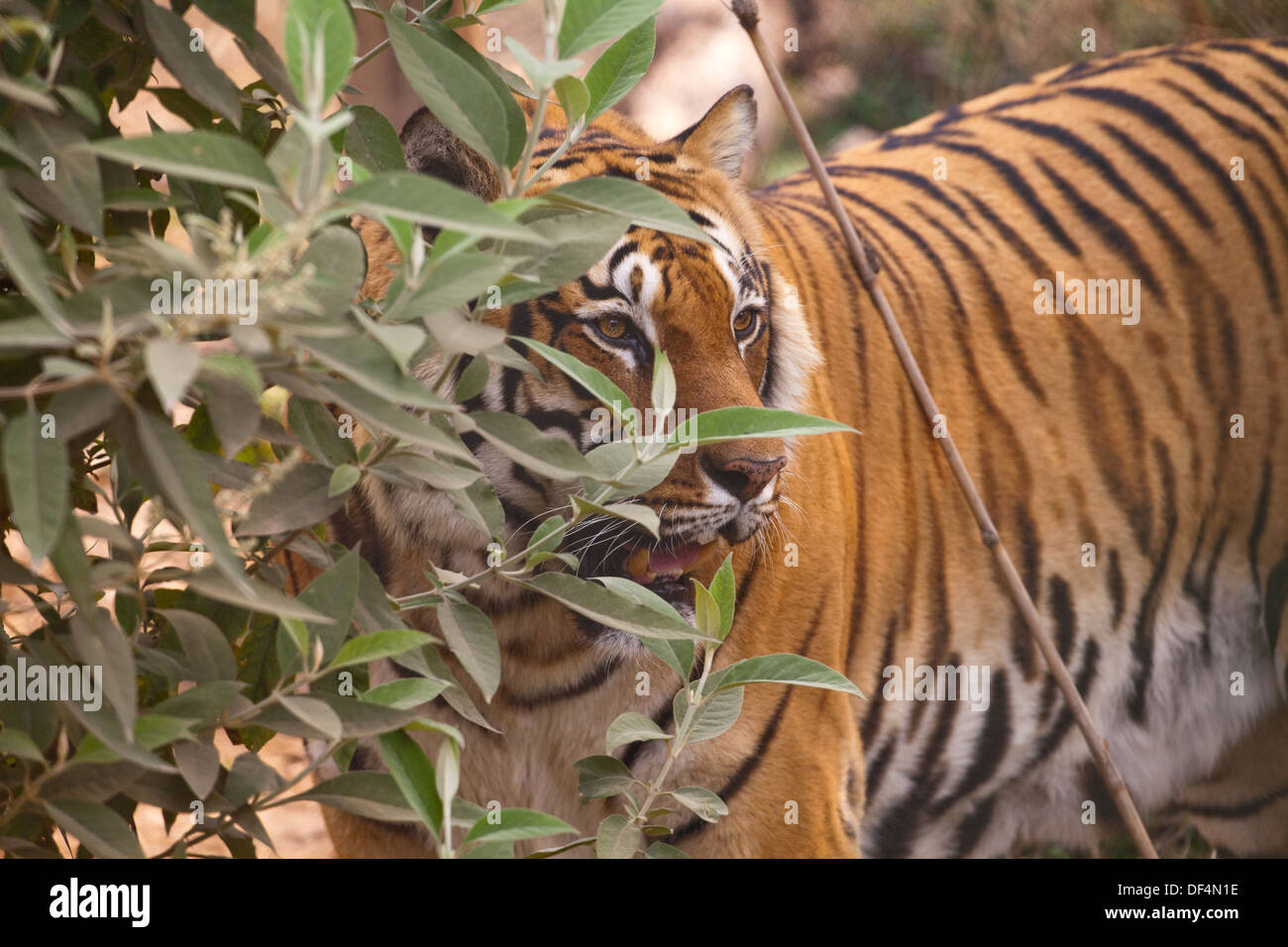 Royal tigre del Bengala (Panthera tigris tigris). Foto Stock