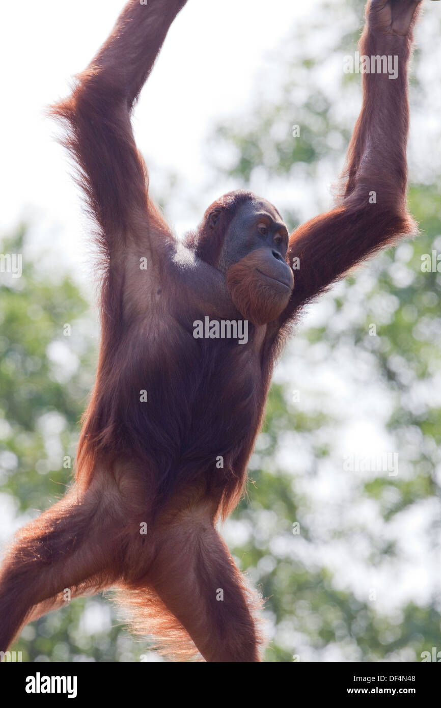 Sumatra orango (Pongo abelli) . Femmina adulta. Movimento di Arborea e di locomozione. Durrell Wildlife Conservation Trust. Jersey Foto Stock
