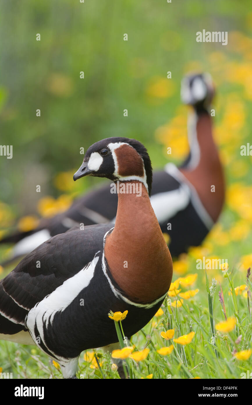 Red-breasted Goose (Branta ruficollis). Coppia, sessi uguali. Tra Renoncules (Ranunculus repens). Foto Stock