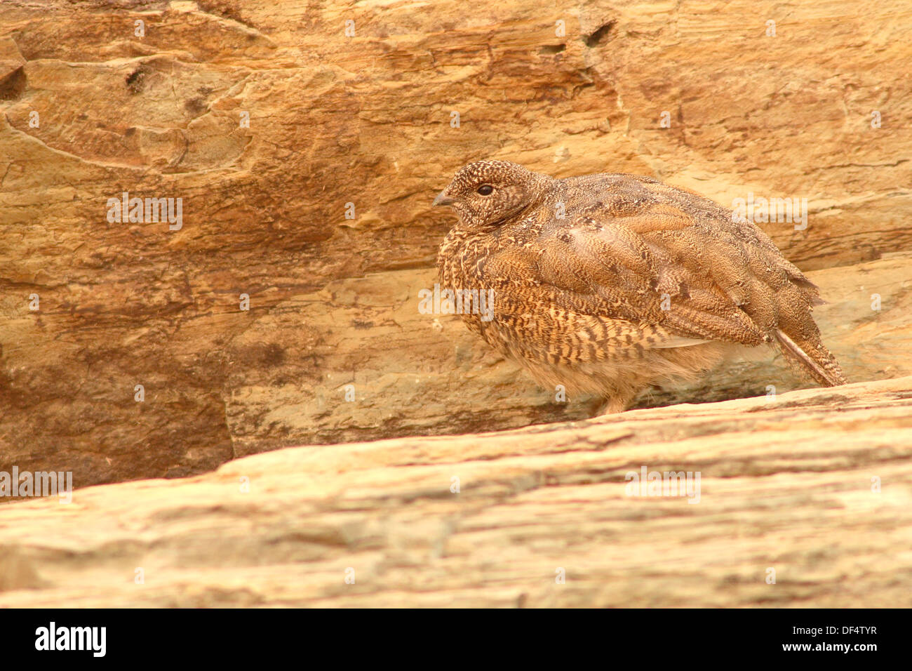 Un bianco-tailed Ptarmigan mimetizzata contro le rocce. Foto Stock