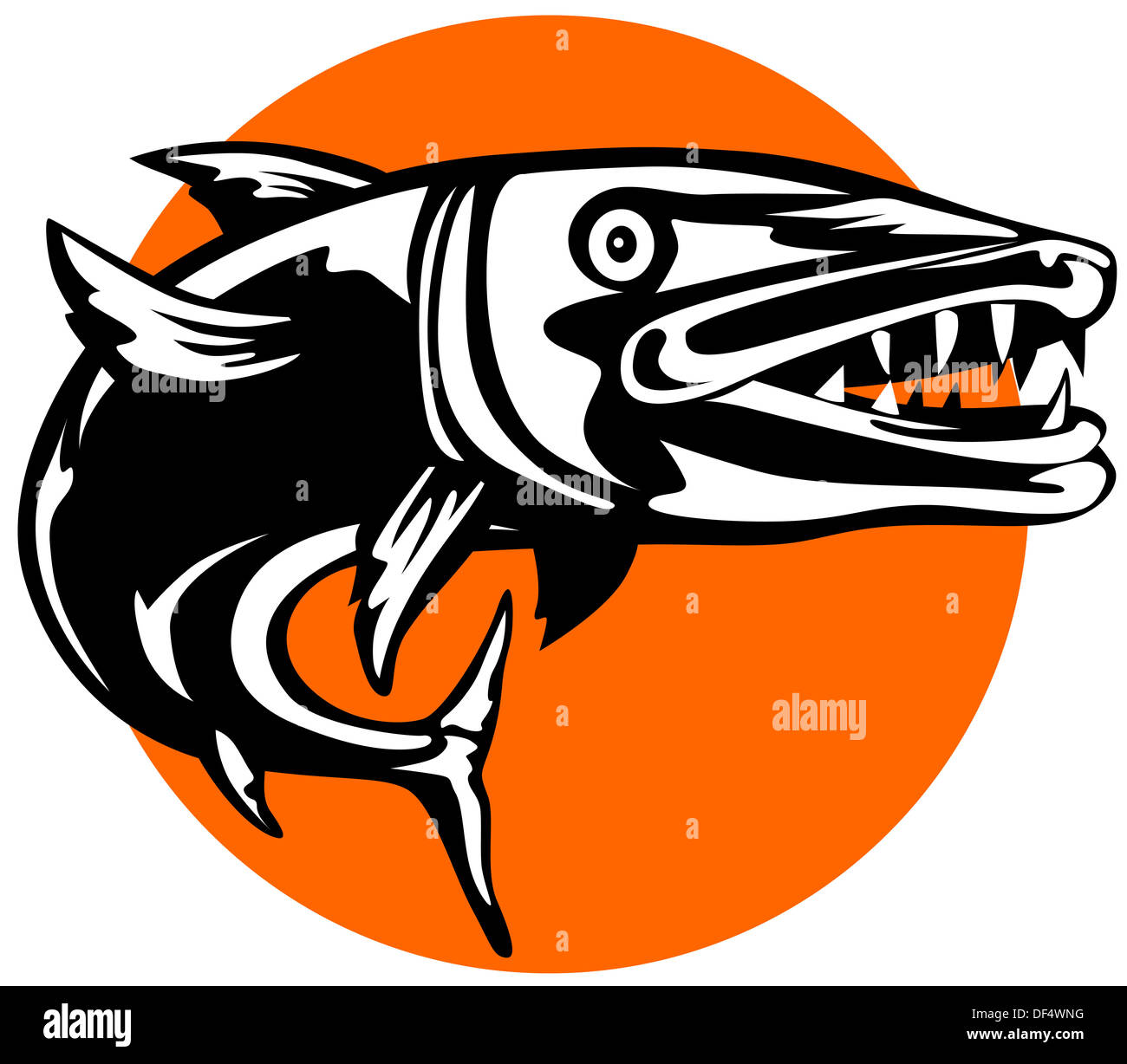 Illustrazione di un barracuda fatto in uno stile retrò in un isolato sfondo. Foto Stock