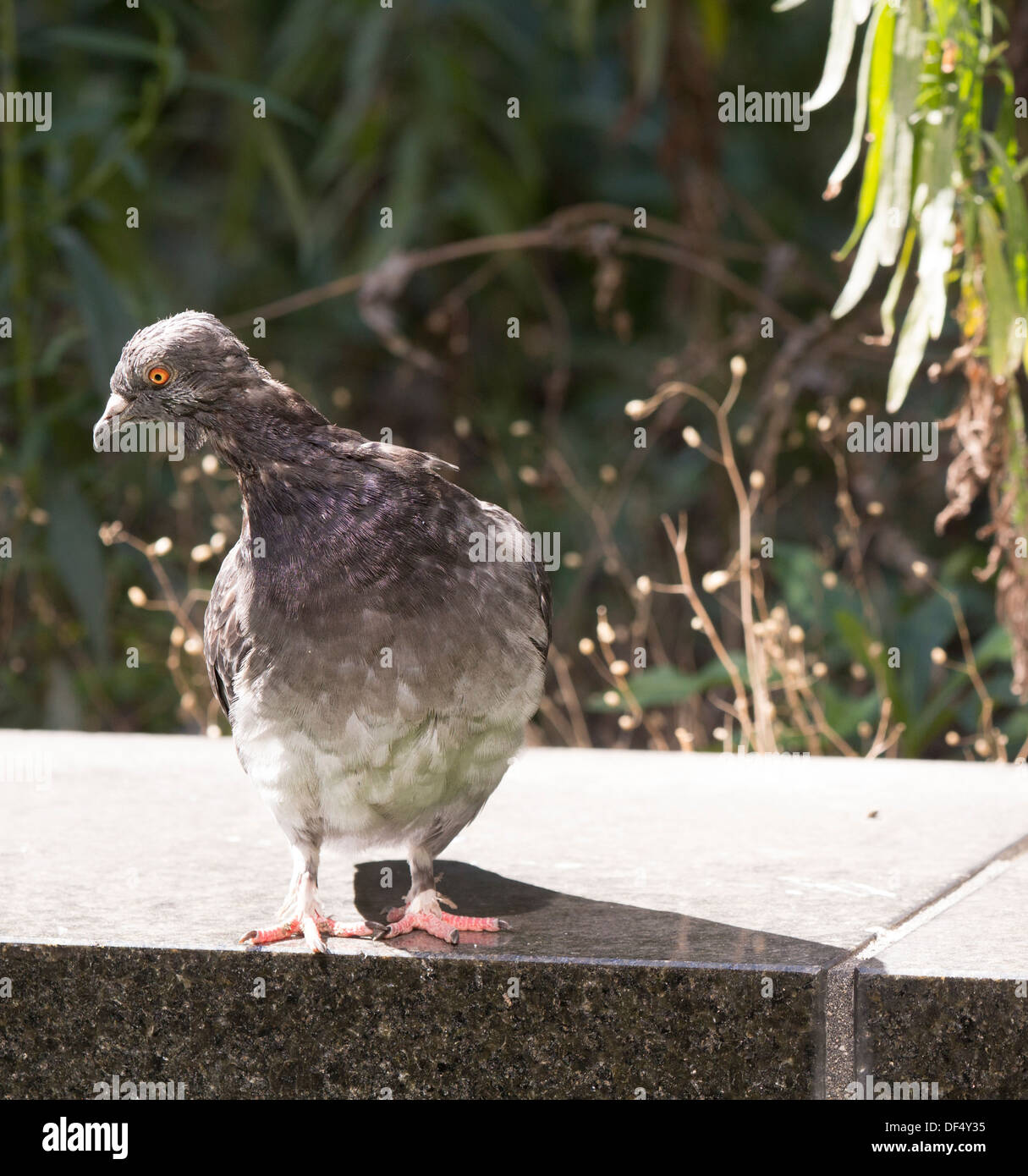 Scruffy malaticcio piccione appollaiato su un muro di mattoni. Foto Stock