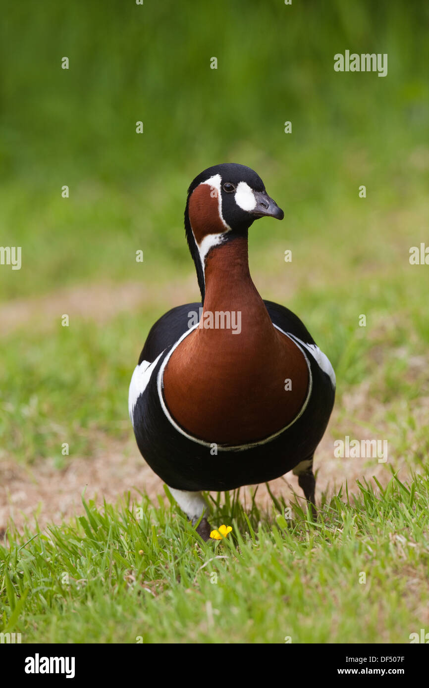 Red-breasted Goose (Branta ruficollis). Foto Stock