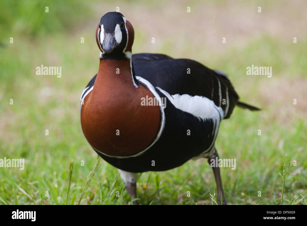 Red-breasted Goose (Branta ruficollis). Mostra guancia bianca patch davanti agli occhi, migliora l'impatto quando a dominare gli altri. Foto Stock