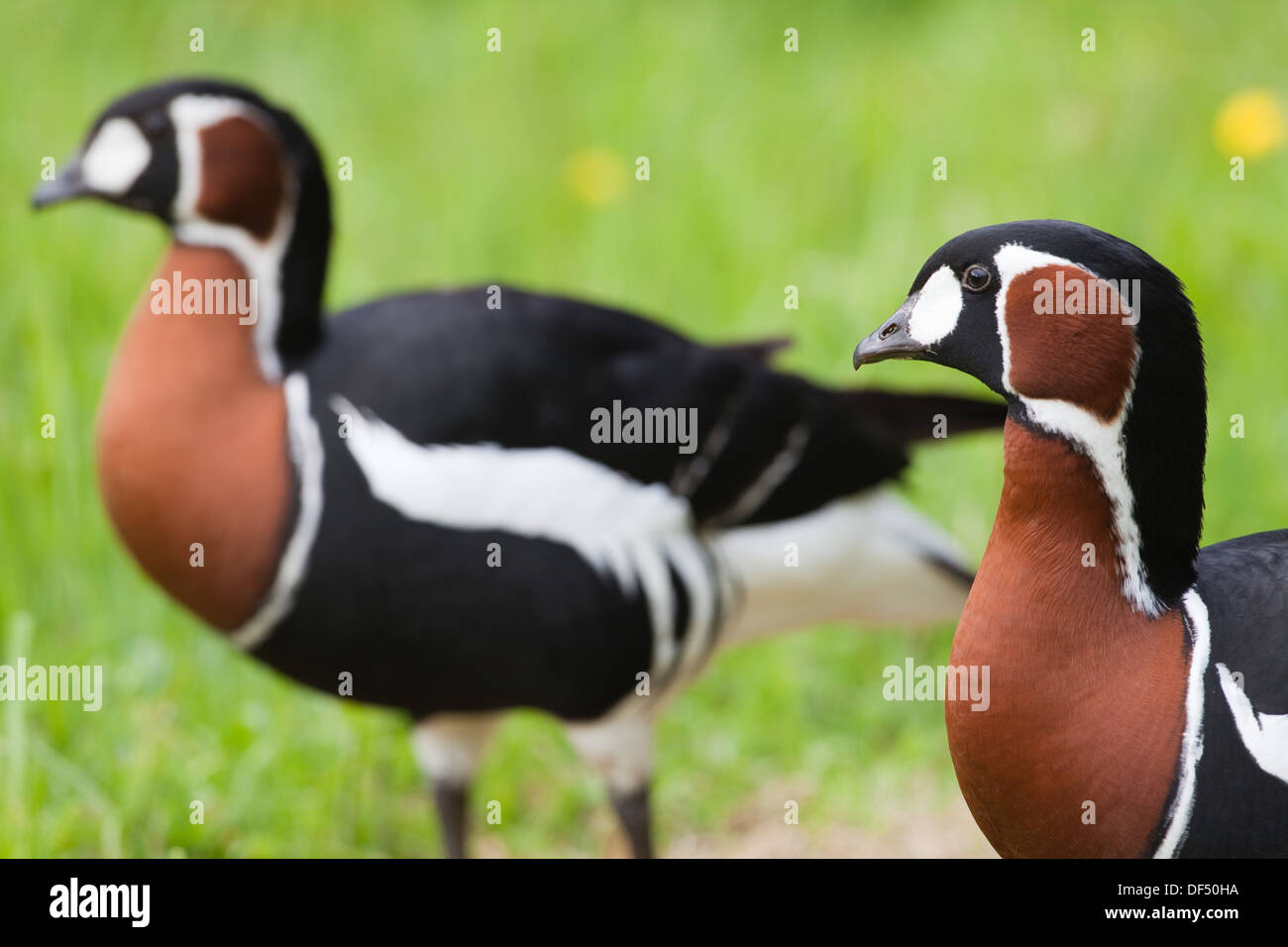 Red-breasted oche (Branta ruficollis). Coppia. Sessi uguali o simili nel piumaggio. Foto Stock