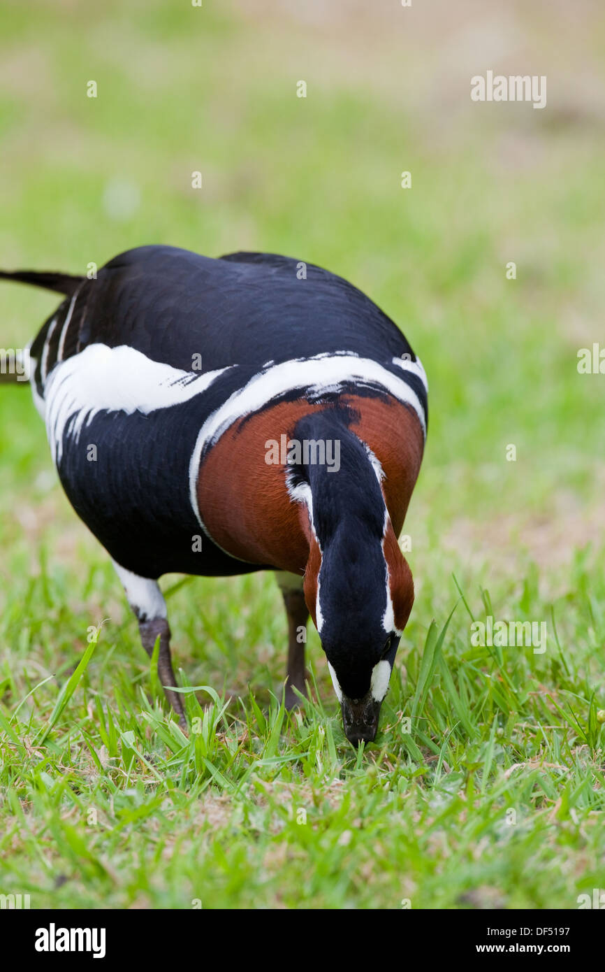 Red-breasted Goose (Branta ruficollis). Pascolo crescente flora, erbe, vegetazione. Nota grandi macchie bianche sulle guance. Foto Stock