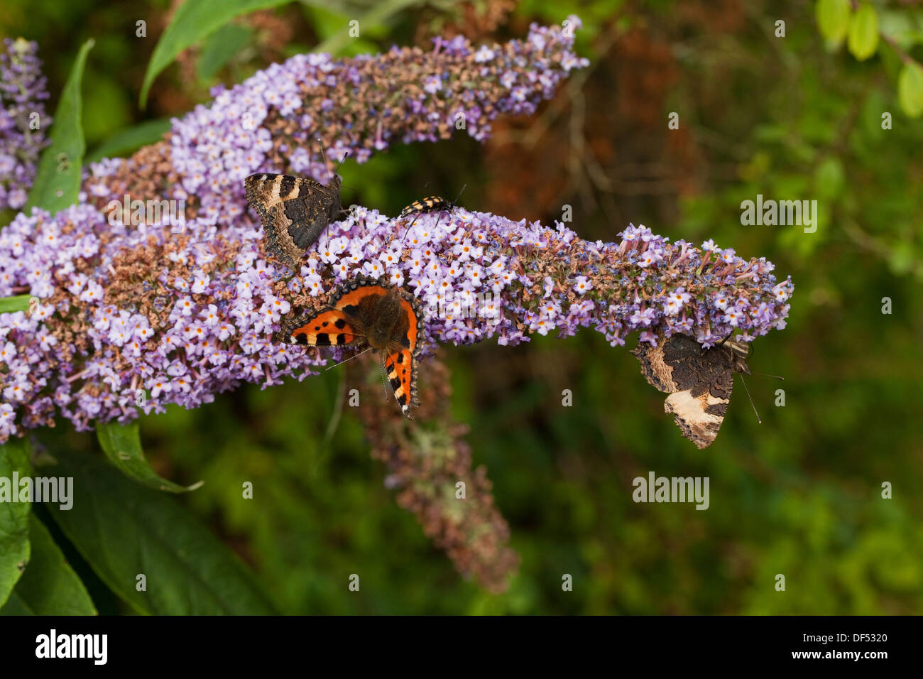 Piccola Tartaruga farfalle (Aglais urticae). Tenendo il nettare dai fiori da giardino di Buddleia bush (Buddleja daviddii). Foto Stock