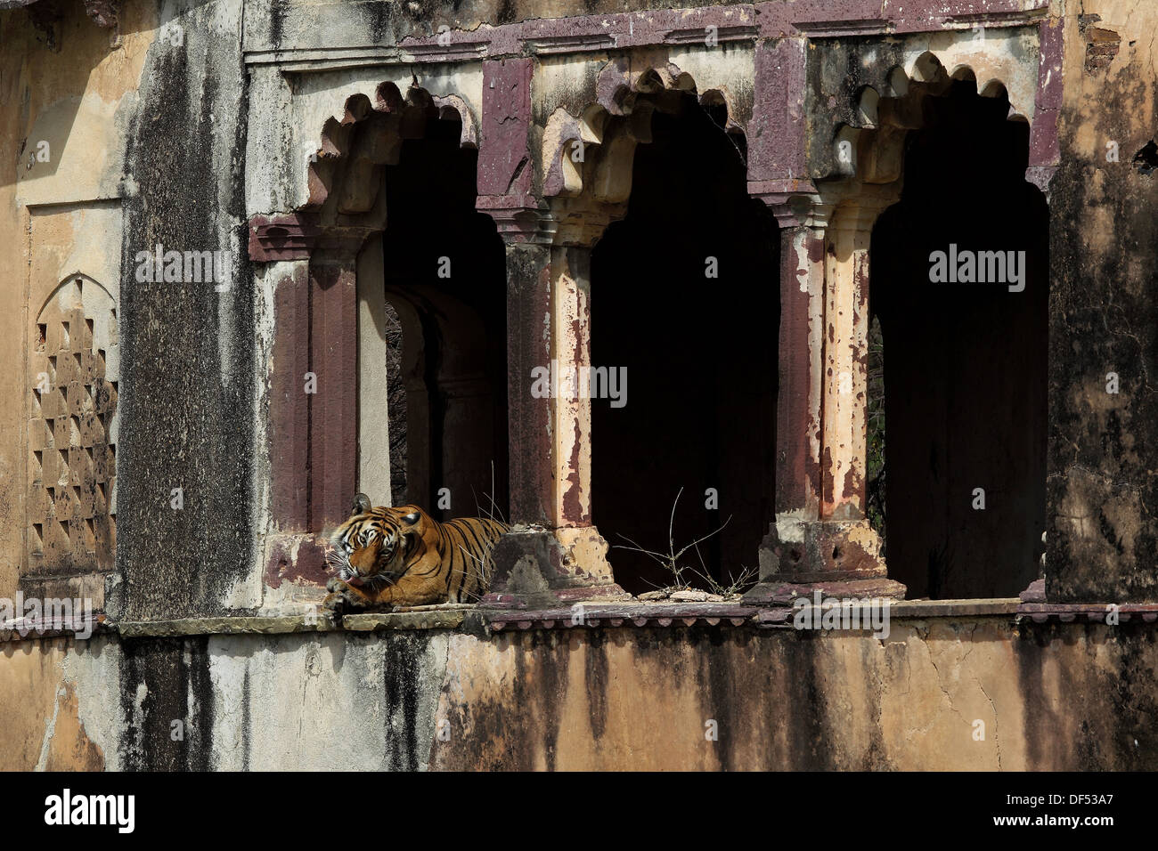 Royal tigre del Bengala in antico monumento di Ranthambhore National Park in India Foto Stock