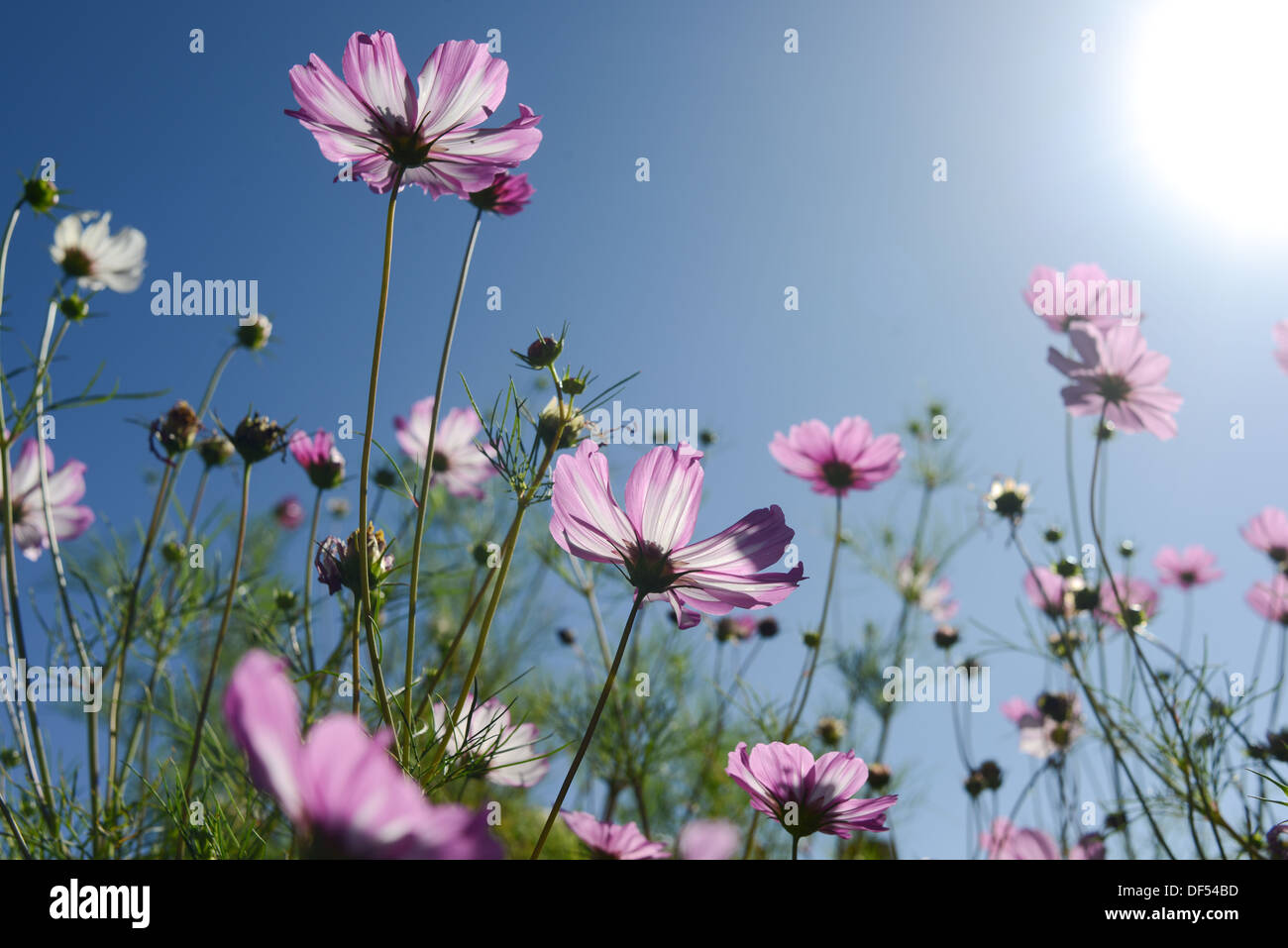 Fiori su il sole Foto Stock