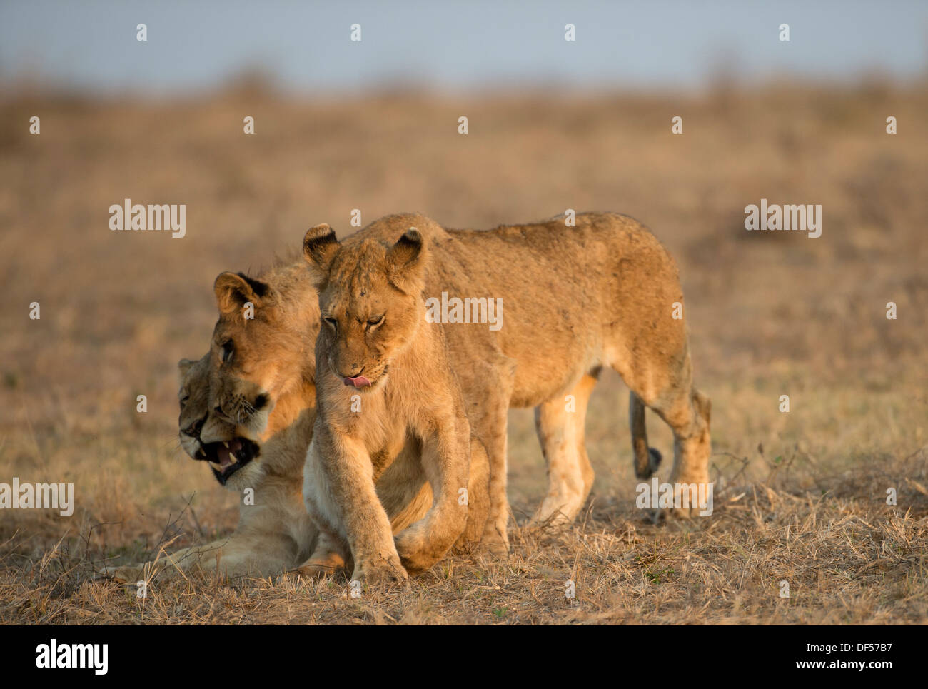 Due giovani leoni giocano con la loro madre in terra aperta Foto Stock