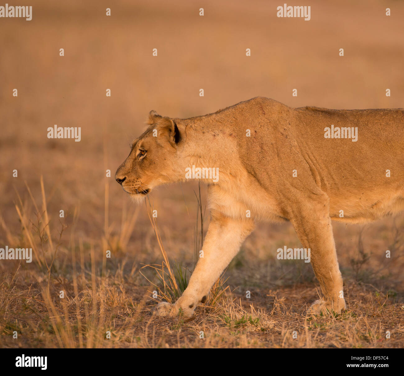 Profilo della leonessa a piedi nella terra aperta Foto Stock