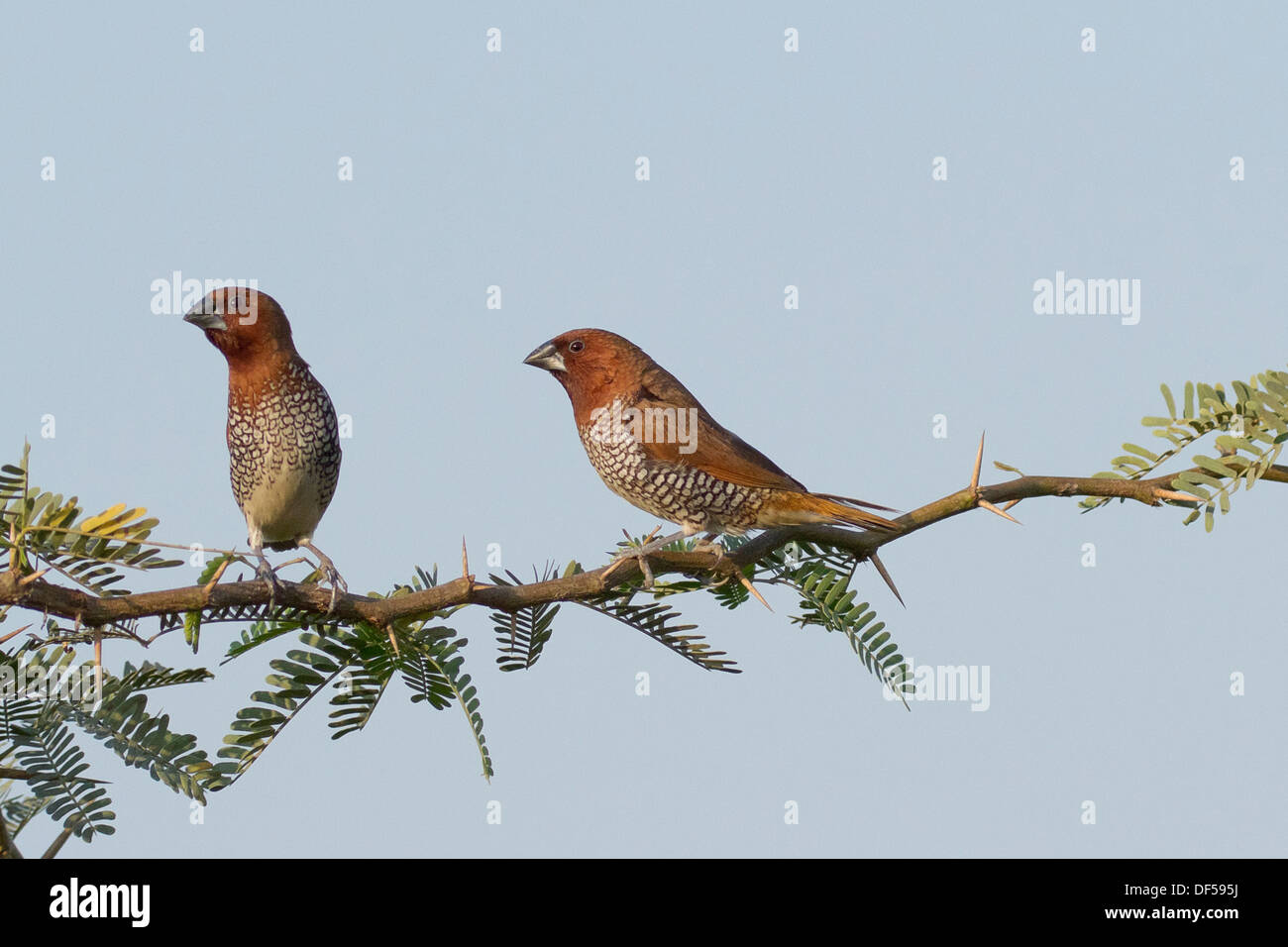 Squamosa-breasted Munia o Spotted Munia (Lonchura punctulata), noto anche come la noce moscata Mannikin o Spice Finch Foto Stock