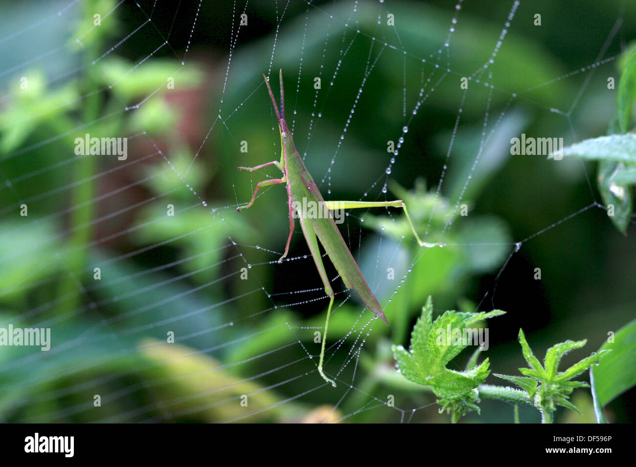 Locust intrappolati nel web, nel selvaggio, Cina Foto Stock