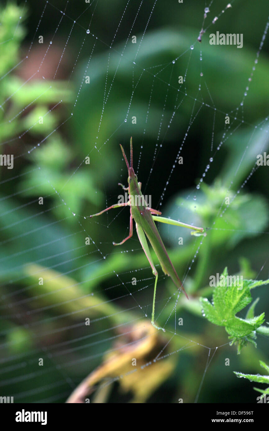 Locust intrappolati nel web, nel selvaggio, Cina Foto Stock