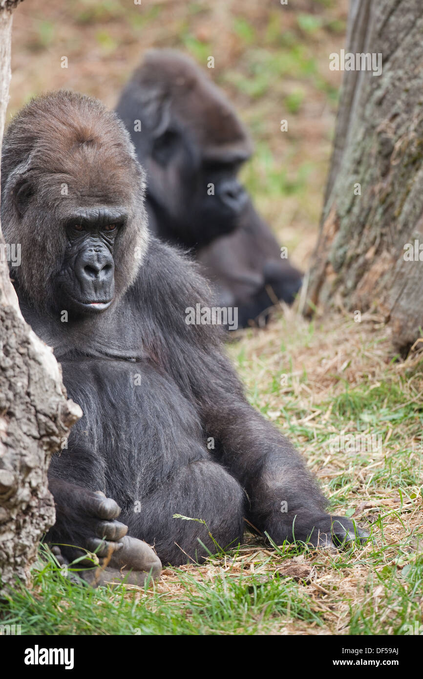 Pianura occidentale (Gorilla Gorilla gorilla gorilla). Kishka. Femmina. Trenta cinque anni. Durrell Wildlife Park, Jersey, C I . Foto Stock
