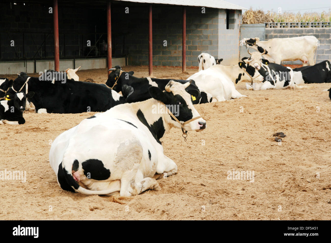Vacche da latte in azienda, nel nord della Cina Foto Stock