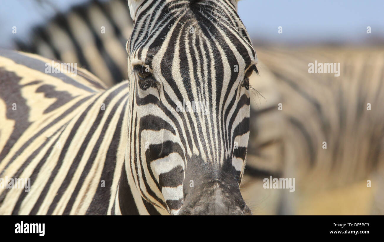 Zebra Burchell, della fauna selvatica - Sfondo dall Africa - il colore e la bellezza del regno animale attraverso strisce iconica Foto Stock