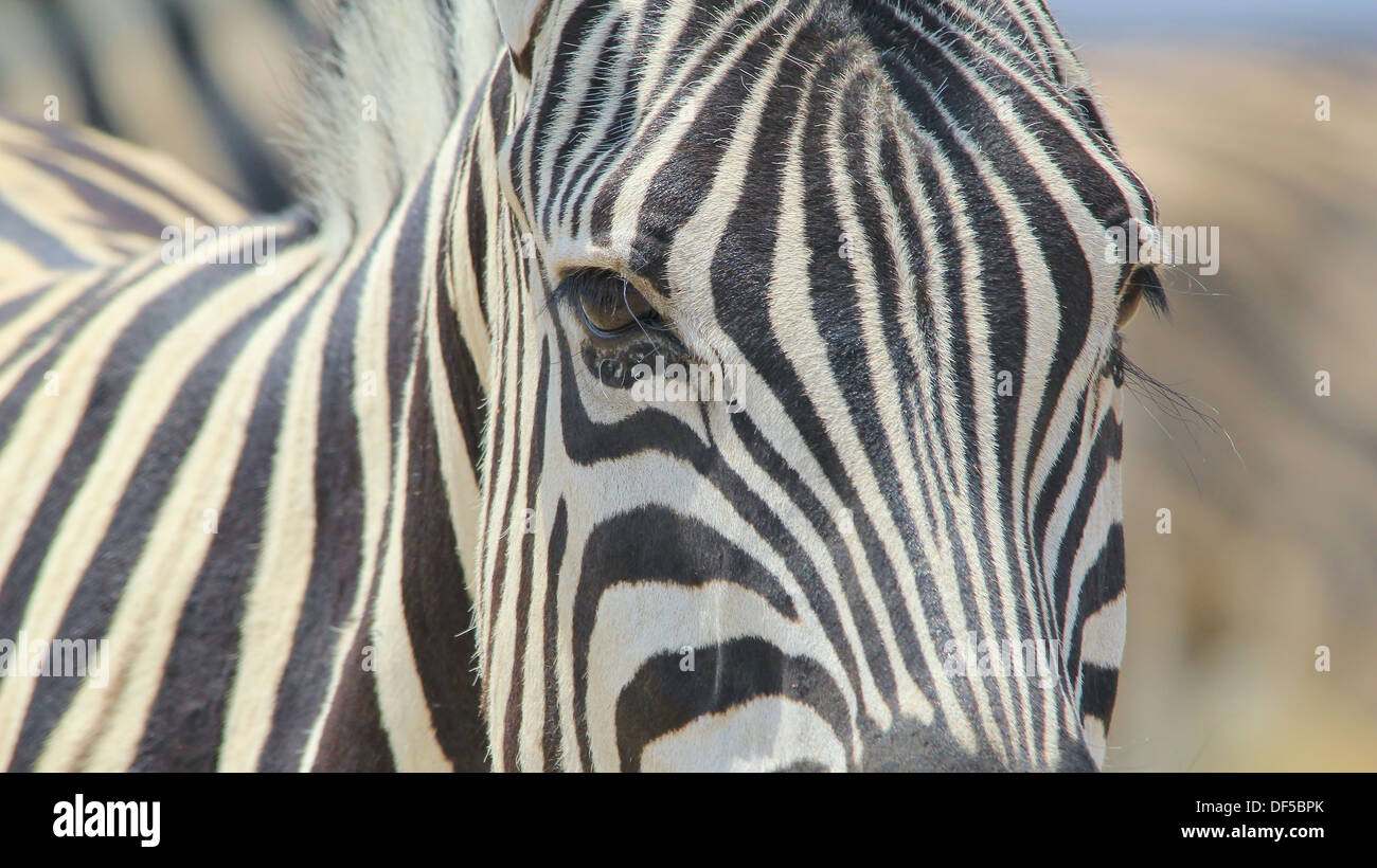 Zebra Burchell, della fauna selvatica - Sfondo dall Africa - il colore e la bellezza del regno animale attraverso strisce iconica Foto Stock