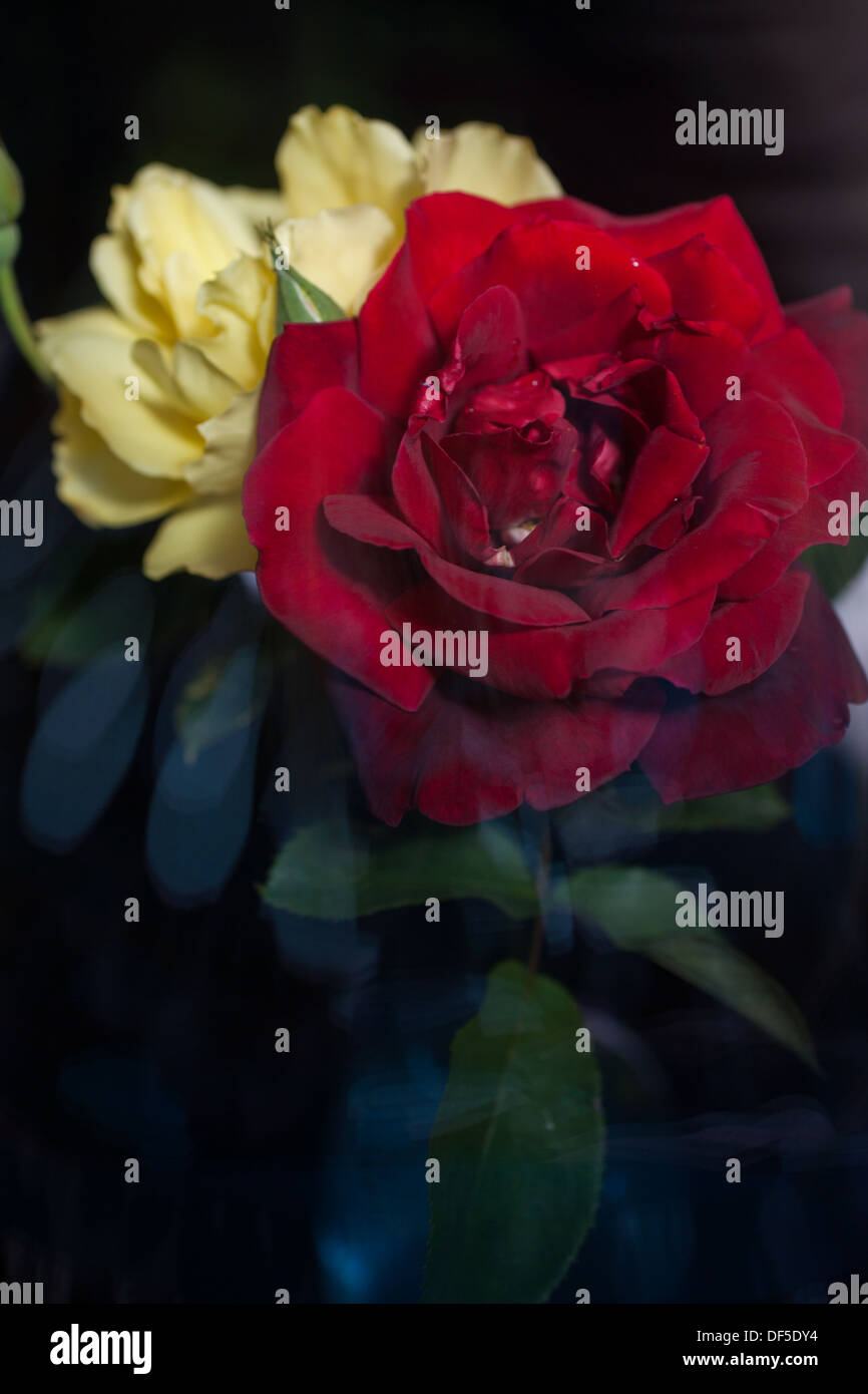 Giallo e rose rosse in un bel bouquet dalla finestra. Foto Stock