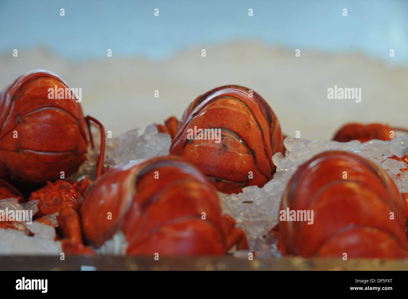 Aragosta fresca per la vendita di Bergen, Norvegia. Foto Stock