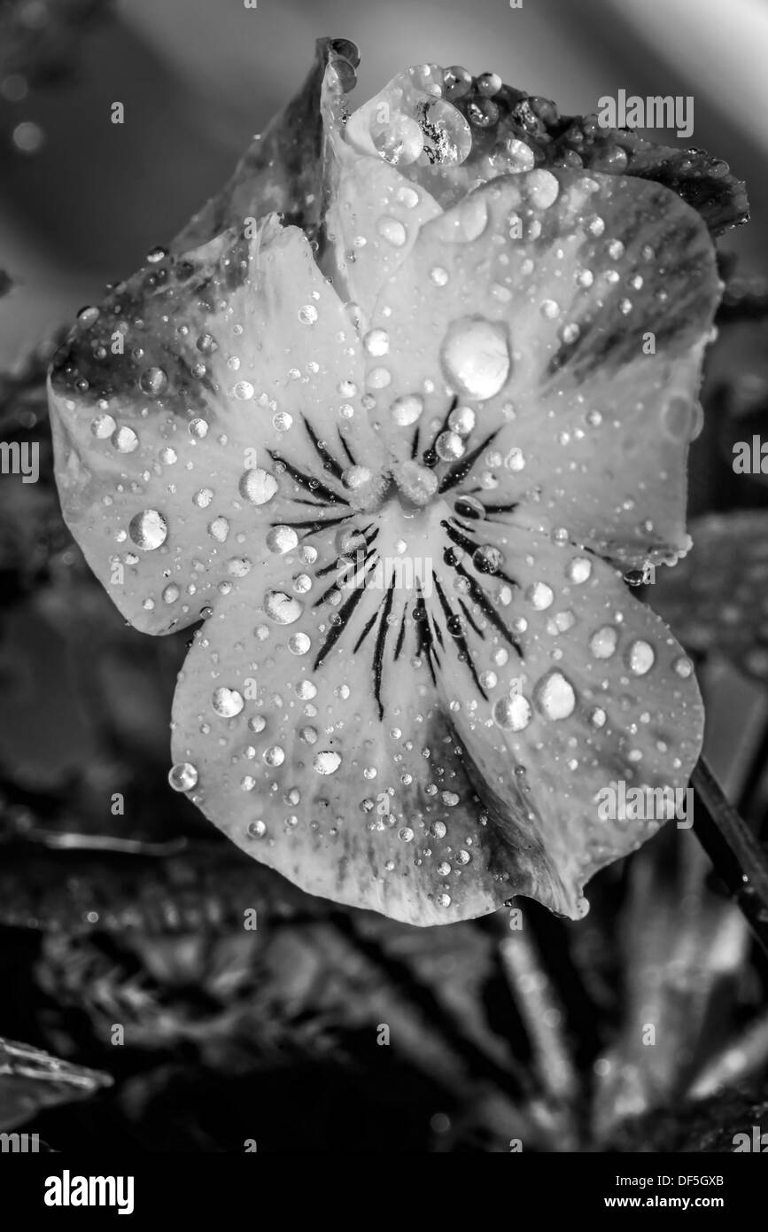 In bianco e nero di Pansy Flower Foto Stock